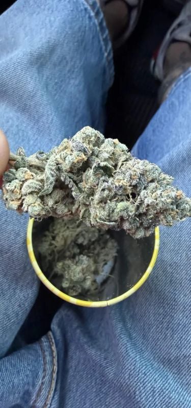 FEM | Garlic Mint Sherbet™