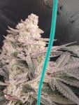 Instagram Gorilla Cookies FF