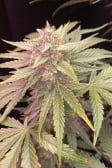 Instagram Cherry Cola Auto