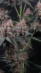 Instagram Mango Cherry Runtz Auto™