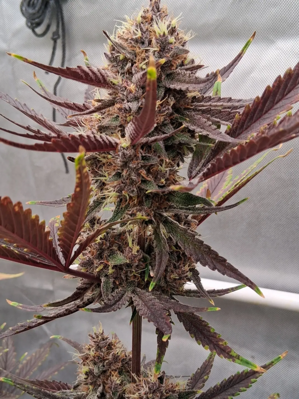Instagram Guava Runtz Auto