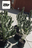 Instagram Pound Cake Auto™