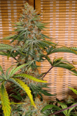 Instagram GG4 Sherbet FF