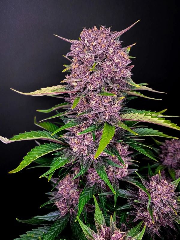 Instagram Purple Trial Pack
