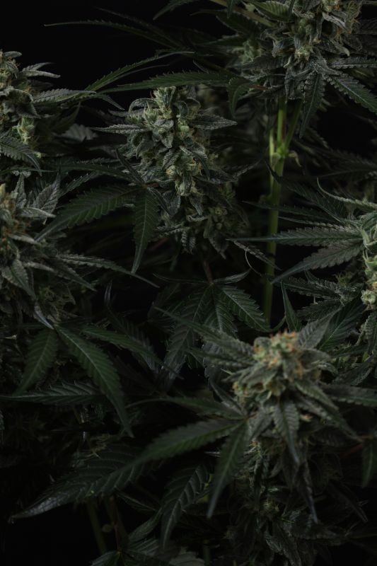 Instagram Banana Frost Auto