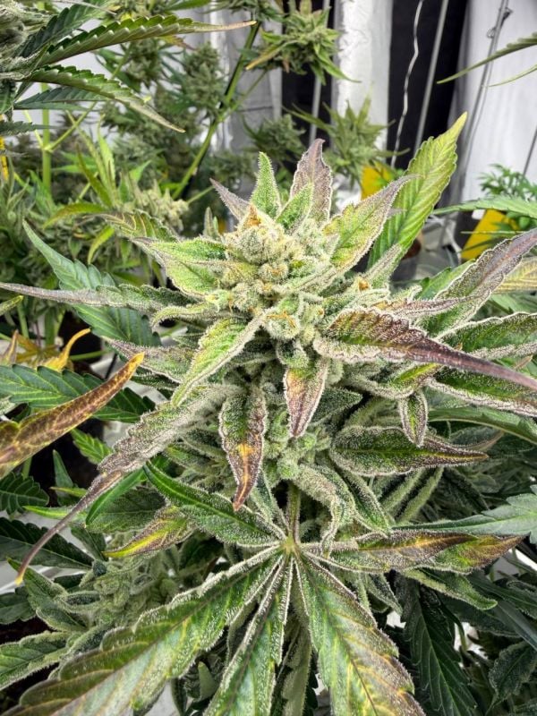 Instagram AK Auto