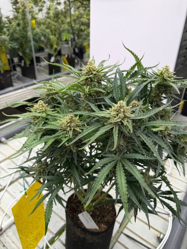 Instagram White Widow Auto