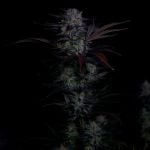 Instagram Mendo Frost Auto™