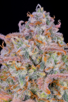 Instagram Cherry Cola Auto