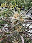 Instagram Blueberry Auto