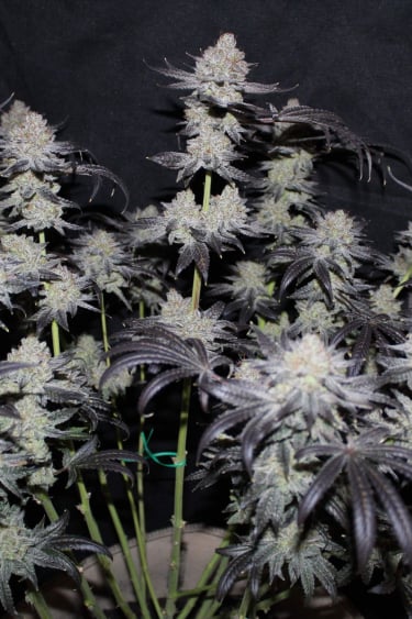 Instagram Tropicana Cookies FF