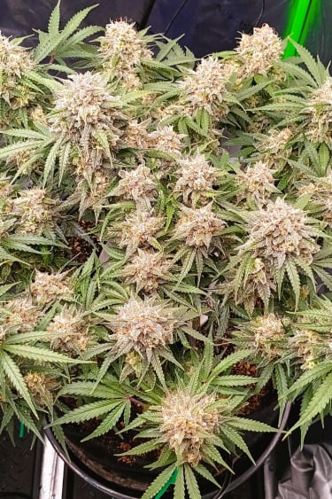 Instagram Jack Herer Auto