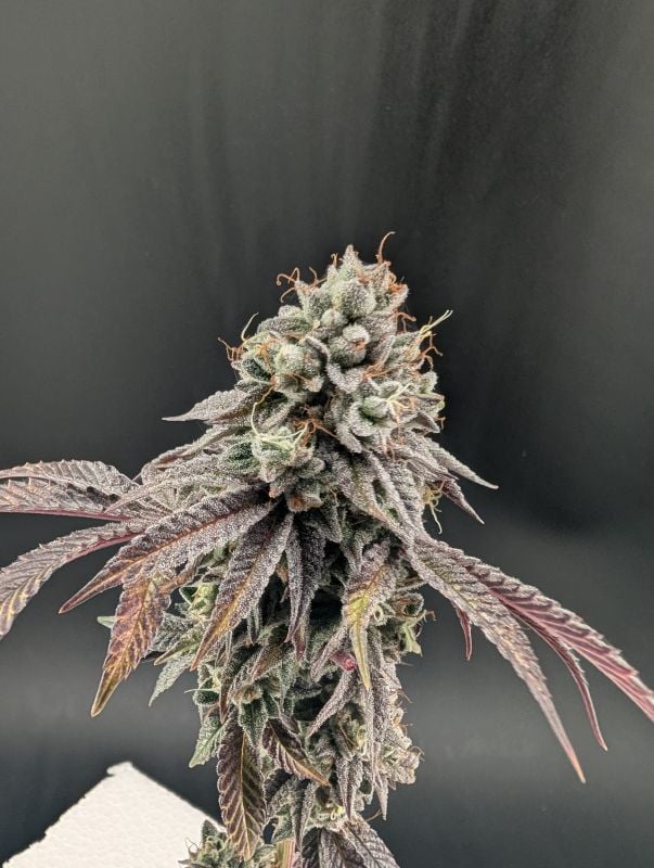 Instagram Garlic Mint Sherbet