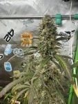Instagram GMO Auto™