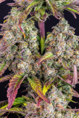 Instagram Gorilla Z Auto