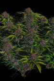 Instagram Purple Haze Auto™