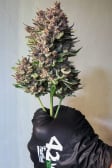 Instagram Purple Punch Auto