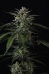 Instagram Banana Guava Auto™