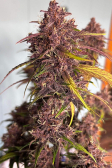 Instagram LSD-25 Auto