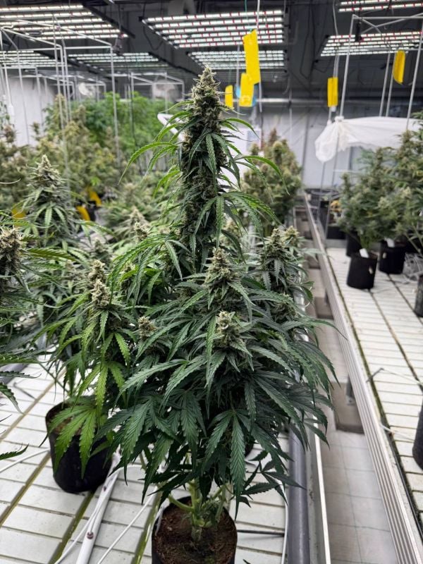 Instagram Northern Lights Auto