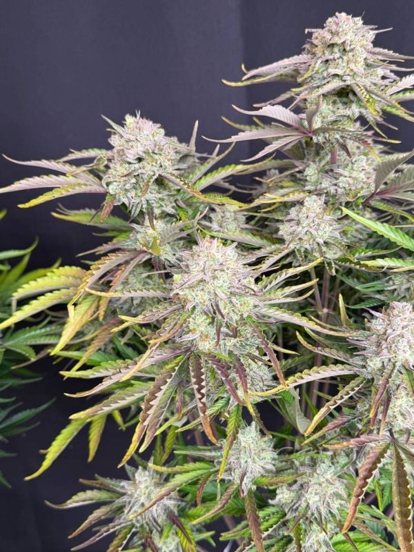 Instagram Cinderella Auto