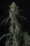 Instagram Banana Cherry Cookies Auto™