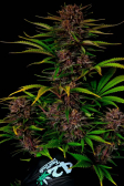 Instagram Purple Haze Auto™