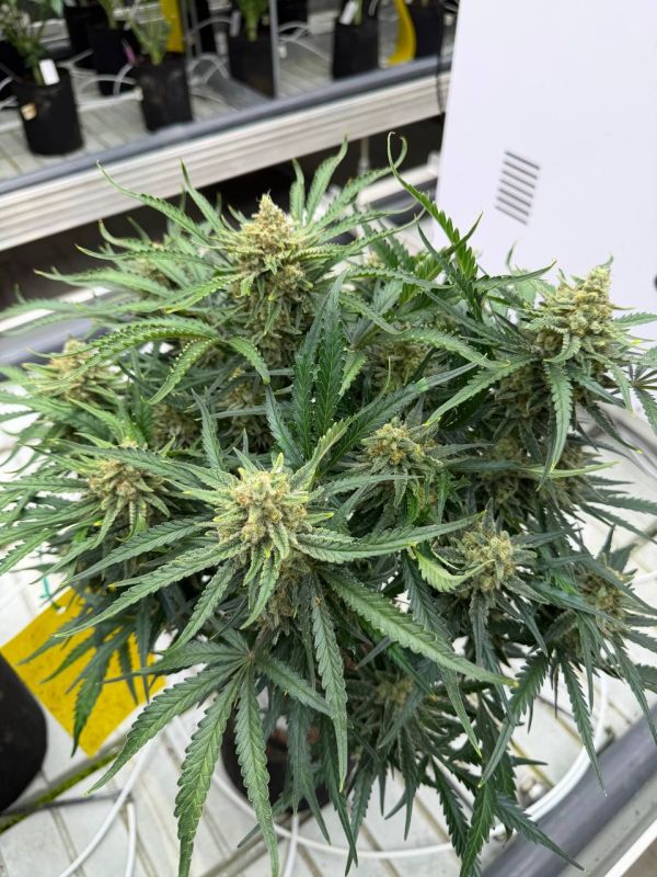 Instagram White Widow Auto