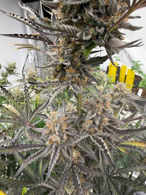 Instagram Cheese Auto