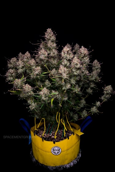 Instagram Gorilla Z Auto