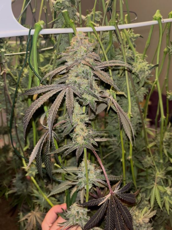 Instagram Garlic Mint Sherbet