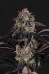 Instagram Lemon Cherry Sundae Auto™