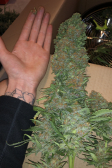 Instagram Gorilla Cookies Auto