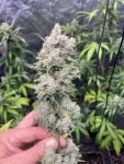 Instagram Papaya Cookies Auto™