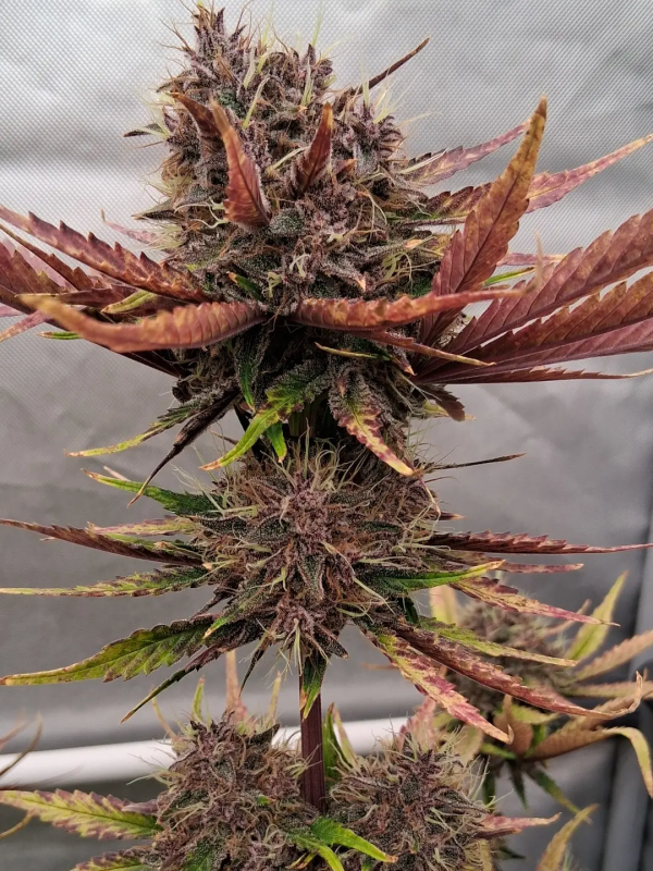 AUTO | Guava Runtz Auto™