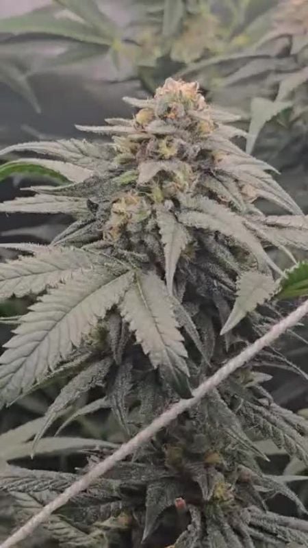 Papaya Sherbet @terpzy7412 DIS 