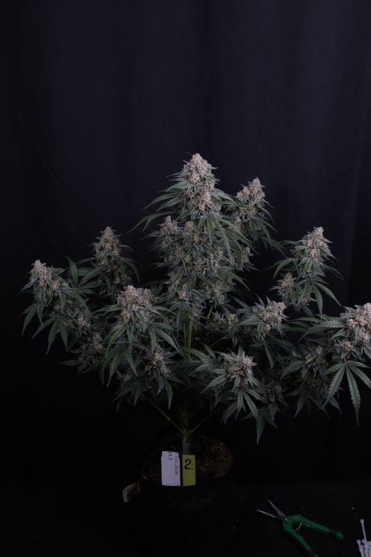 Instagram GMO Auto