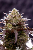 Instagram Gorilla Cookies Auto