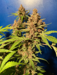 Instagram Purple Punch Auto