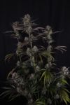 Instagram Strawberry Gorilla Auto RF3™