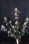 Instagram Lemon Cherry Sundae Auto™