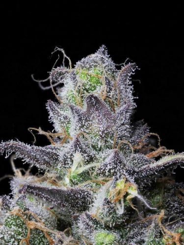 Instagram Forbidden Runtz Auto