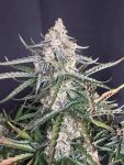 Instagram Big Bud Auto
