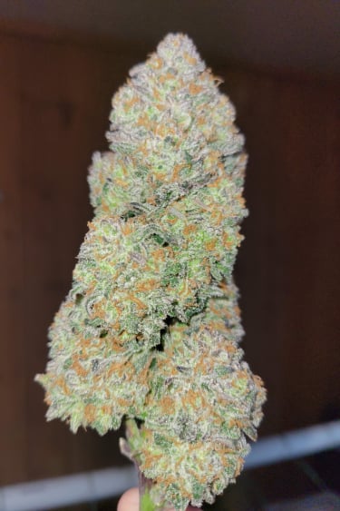 Instagram Apple Strudel Auto