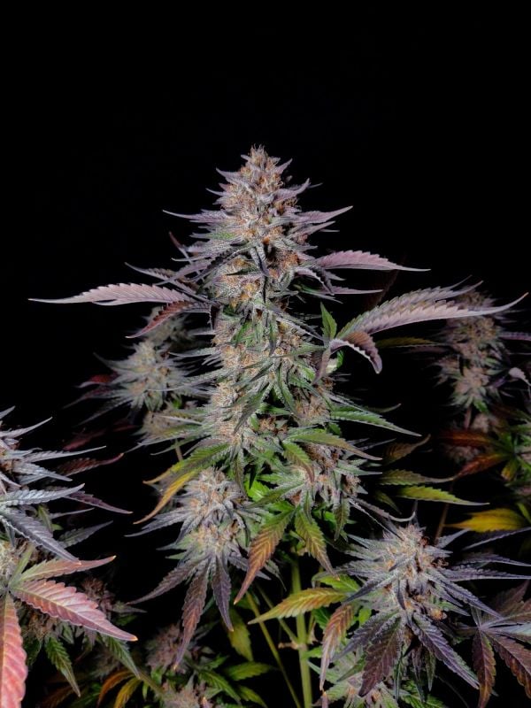 Instagram Guava Sundae Auto