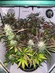 Instagram Mendo Frost Auto™