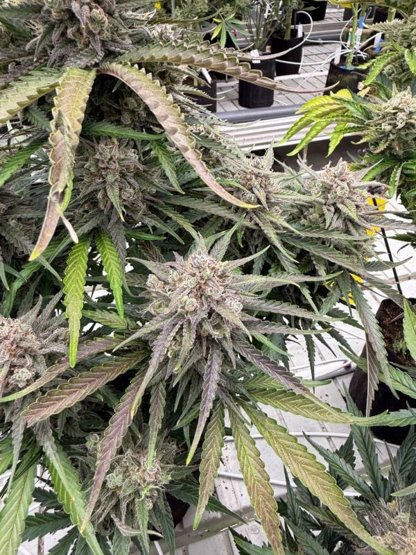 Instagram Blueberry Auto