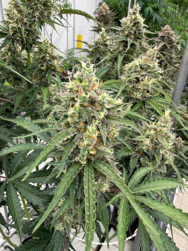 Instagram Skunk Auto