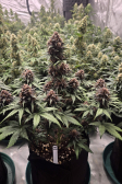 Instagram Purple Haze Auto™