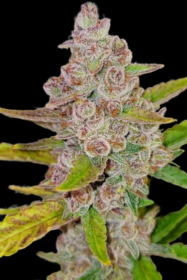 Instagram Tropicana Cookies Auto